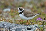 Semipalmated Plover